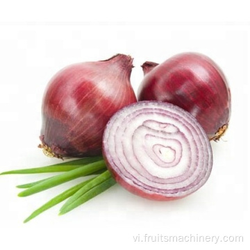 Onion Sauce /Chili Paste Production